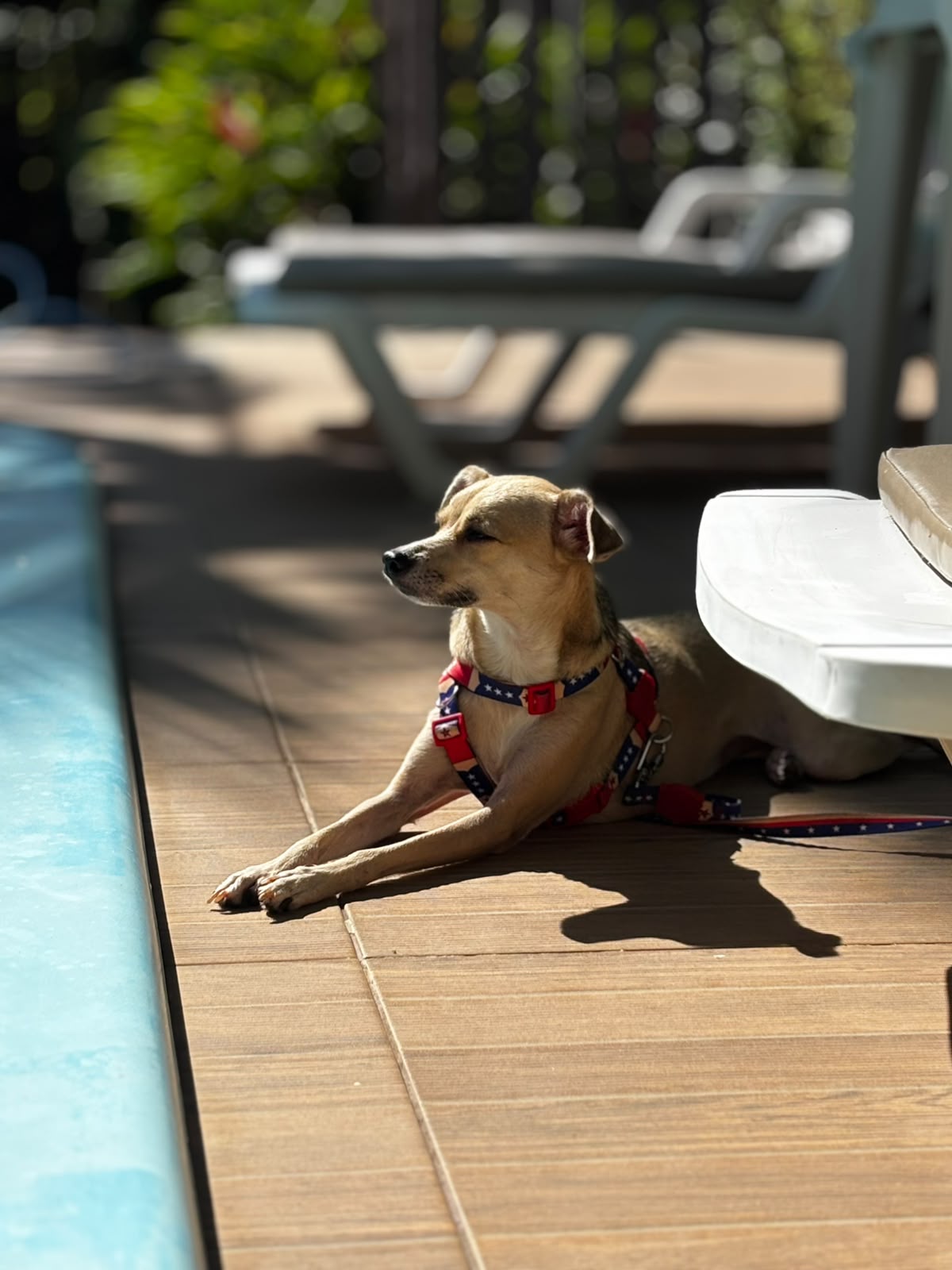 Pet relaxando à beira da piscina
